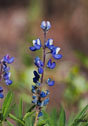 Lupinus arcticus